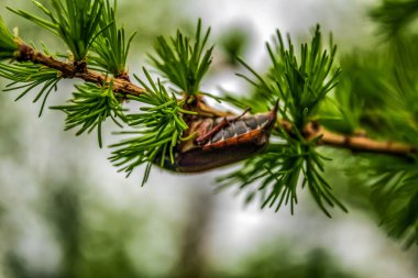 Yeşil yapraklı bir kozalağın yakın çekimi.