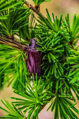 Ağaç dalları çam, yakın çekim