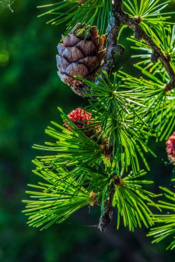Yeşil ormandaki kozalaklı çam ağacı