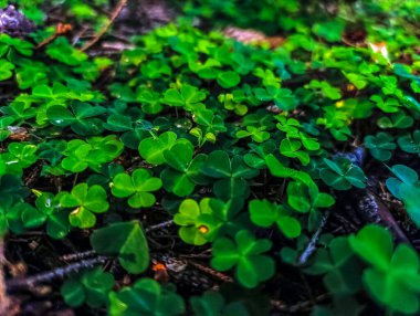 Ormanda yeşil yonca