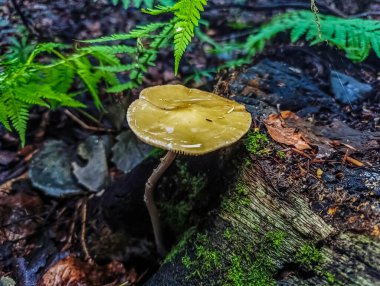 yakın - sonbahar ormanında mantar yakın çekim