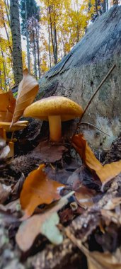 Ormandaki mantarlar