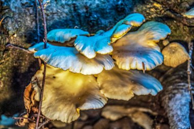 Ormandaki ağaç dalında mantar