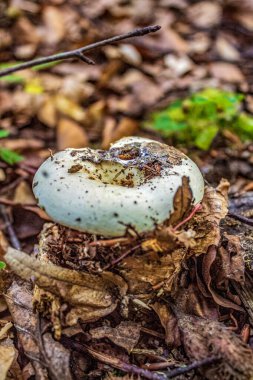 doğada ormanda mantar