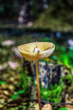 Ormanın arka planında güzel mantarlar