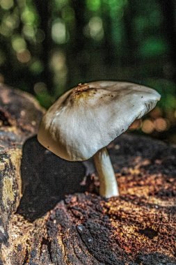 Ormanda beyaz benekli beyaz mantar