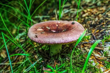 Çimlerin arka planında vahşi mantarlar var.