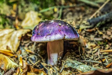 Bir mantarın yakın çekimi.