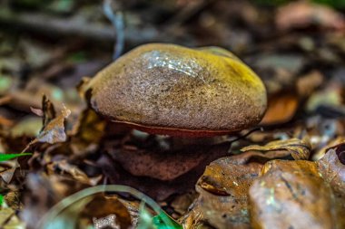 Ormanda kırmızı bir mantarın yakın çekimi.