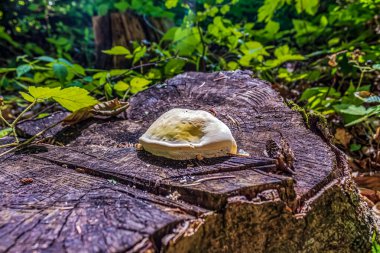 Ormandaki mantarlar, kapatın.