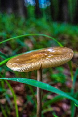 Ormanda güzel beyaz mantarlar