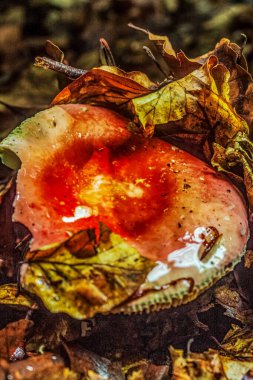 Ormanda kırmızı mantar.