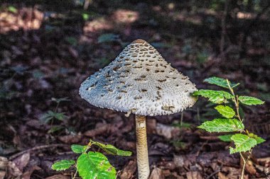 Yeşil çimlerin üzerinde mantar