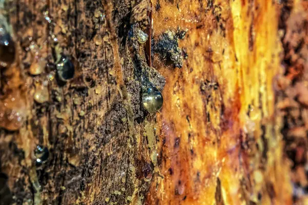 Ahşap bir yüzeye yakın.