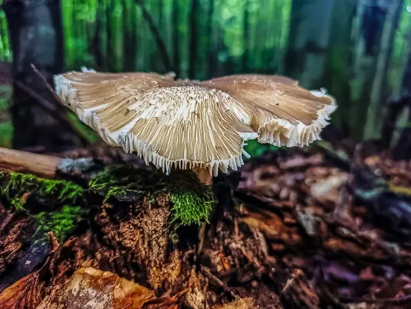 Ormanda büyüyen mantar.