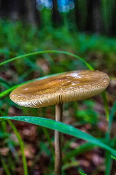 Ormanda güzel beyaz mantarlar