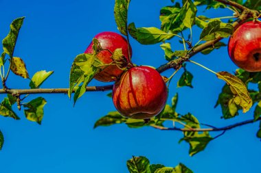 Mavi gökyüzüne karşı bir ağaç dalında kırmızı elmalar, yakın - yakın