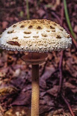 Ormandaki mantar. Kapalı.