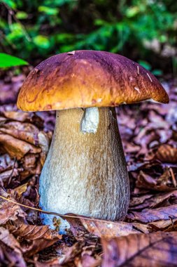 Ormanda yabani mantar