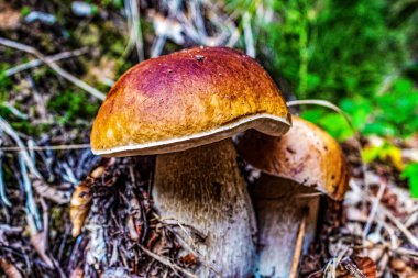 Ormanda yenilebilir mantar