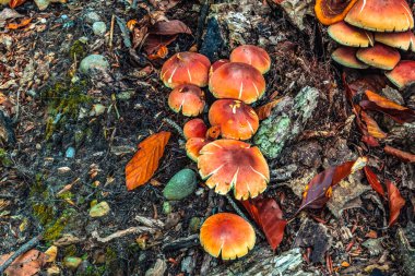 Bir grup mantarı kapatın.
