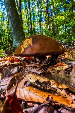 Ormandaki bir ağaçta kepli mantar