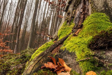 Ormandaki eski tahta kütük