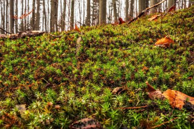 Sonbaharda orman zemininde yosun kaplı ağaçlar.