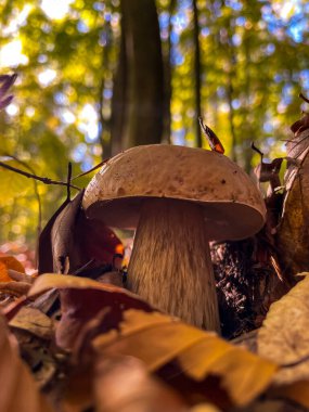 Ormandaki ağaç kütüğünde mantar ve yapraklar