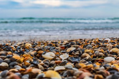 Sahilde deniz taşları