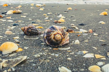 Kumsalda deniz kabukları