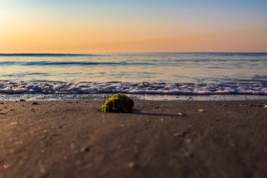 Sahilde deniz kabuğu