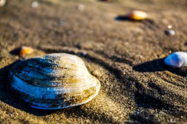 Sahilde deniz kabukları