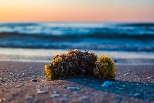 Kumsaldaki küçük deniz kabuklarının yakın çekimi.