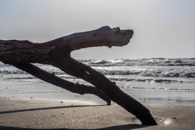 Ormandaki ağaç dalları