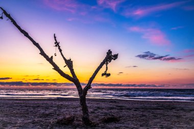 Denizin ortasında kuru dalları olan bir ağacın dikey görüntüsü.