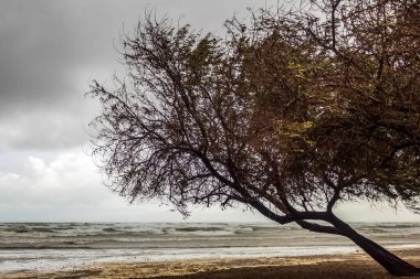 Denizde ağaç dalları