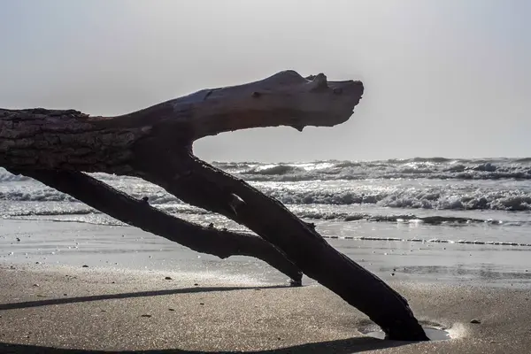 Ormandaki ağaç dalları