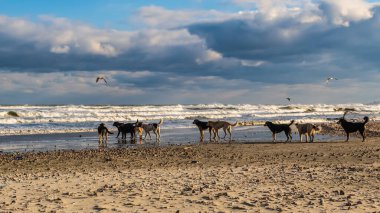 Bir sürü martısı olan kumsal.