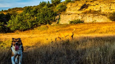 Dağlarda bir köpek
