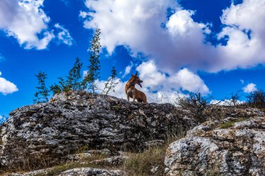 Doğada köpek, yazın güzel doğa.