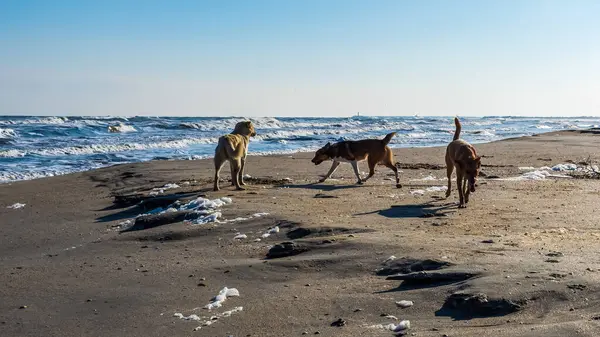 Baltık Denizi sahilinde bir köpek..