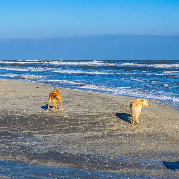 Köpek sahilde yürüyor.
