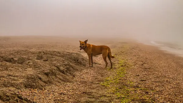 Kumlu çölün ortasında bir at.