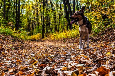 Parktaki sonbahar ormanında bir köpek