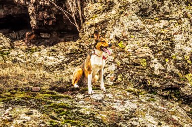 Köpek yetiştiricisi Jack Russell Terrier kayalıklarda yürüyor..