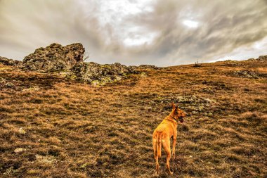 Dağlarda bir köpek