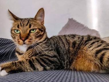 Büyük sarı gözleri olan güzel bir tekir kedinin portresi.