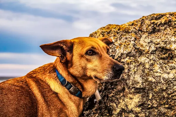 Kayalıklardaki köpek