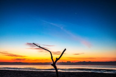Güzel bir gün batımı olan bir ağacın silueti.